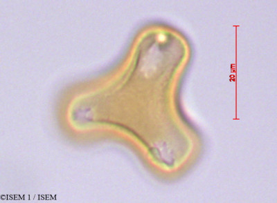 ISEM 1/Phthirusa_pyrifolia_29242/Phthirusa_pyrifolia_29242_0001(copy)_thumb.jpg